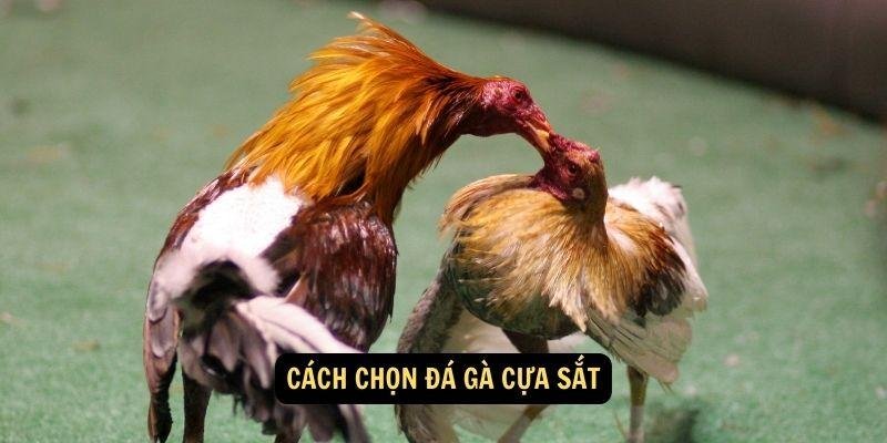 da-ga-cua-sat-2
