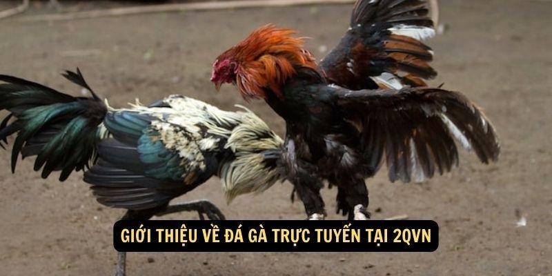 da-ga-truc-tuyen-1