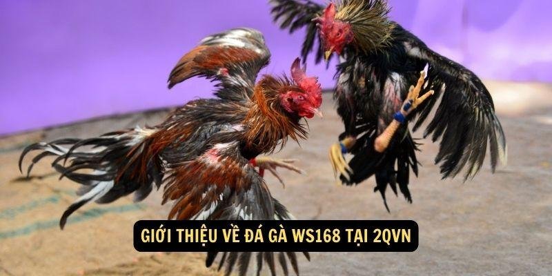 da-ga-ws168-1