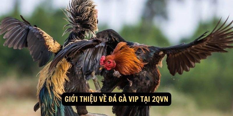 da-ga-vip-1