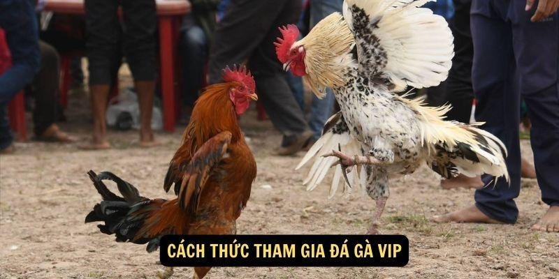 da-ga-vip-2