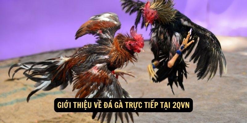 da-ga-truc-tiep-1