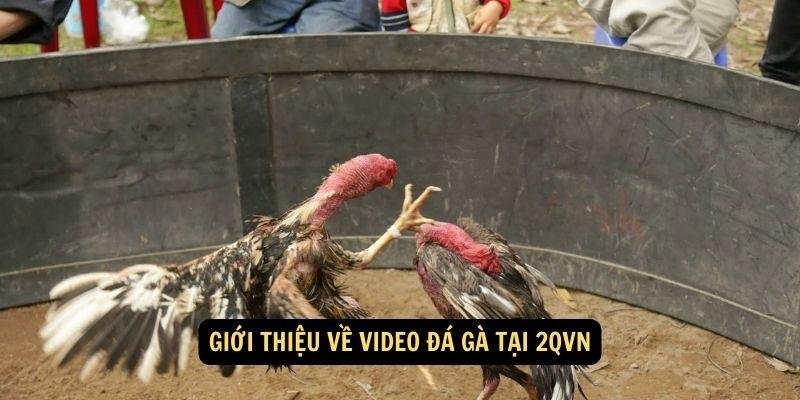 video-da-ga-1
