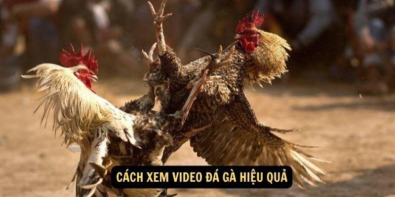 video-da-ga-3
