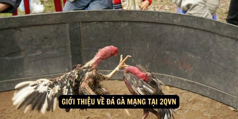 da-ga-mang-1