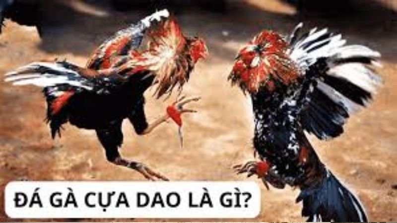 Đá gà cựa dao tại 2QVN: Tổng quan về trò chơi truyền thống Việt Nam