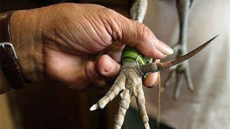 Lịch sử và nguồn gốc đá gà cựa dao