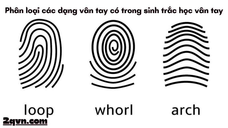 sinh-trac-hoc-van-tay-3