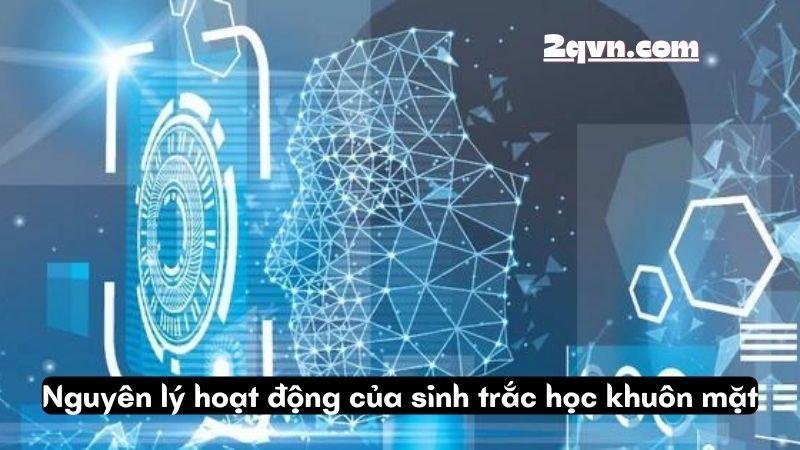 sinh-trac-hoc-khuon-mat-2